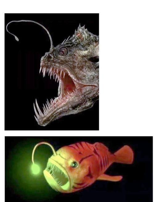 還有哪些與深海龍魚相關的神秘生物？（深海龍魚、小飛象章魚、小飛象章魚、小飛象章魚、[需手動填充][需手動填充]魚）