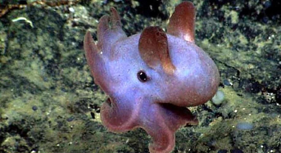 還有哪些與深海龍魚相關的神秘生物？（深海龍魚、小飛象章魚、小飛象章魚、小飛象章魚、[需手動填充][需手動填充]魚）