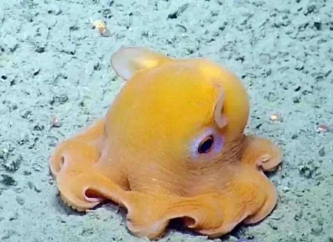 還有哪些與深海龍魚相關的神秘生物？（深海龍魚、小飛象章魚、小飛象章魚、小飛象章魚、[需手動填充][需手動填充]魚）
