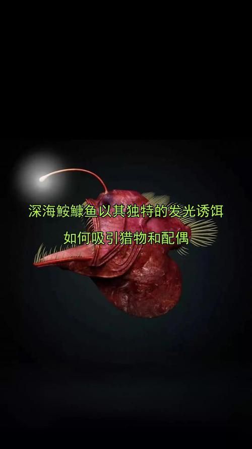 還有哪些與深海龍魚相關的神秘生物？（深海龍魚、小飛象章魚、小飛象章魚、小飛象章魚、[需手動填充][需手動填充]魚）