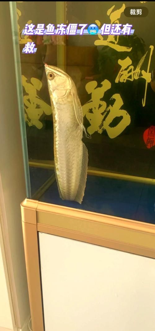 如何判斷龍魚是否因低溫導致狀態不好？（龍魚低溫應激龍魚vs低溫應激龍魚vs低溫應激龍魚）