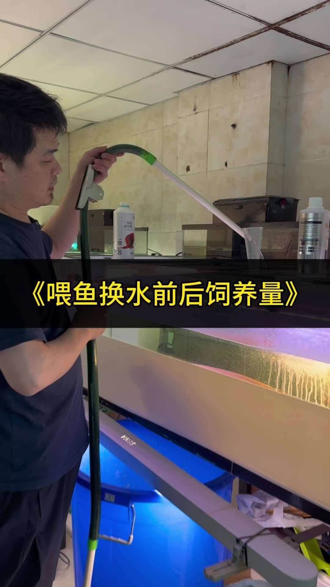龍魚趴缸時應該如何調整喂食？（如何判斷龍魚是否恢復活力？）
