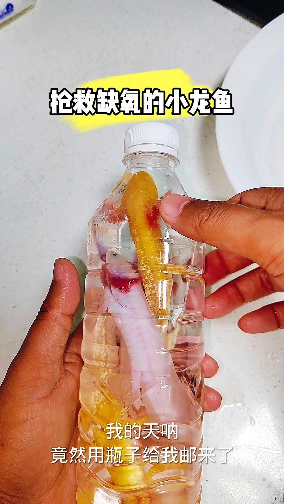龍魚缺氧時有哪些表現？（龍魚缺氧會有什么表現？）