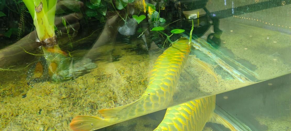 能提供更多招財(cái)龍魚的圖片嗎？（可以提供更多招財(cái)龍魚的圖片嗎？）