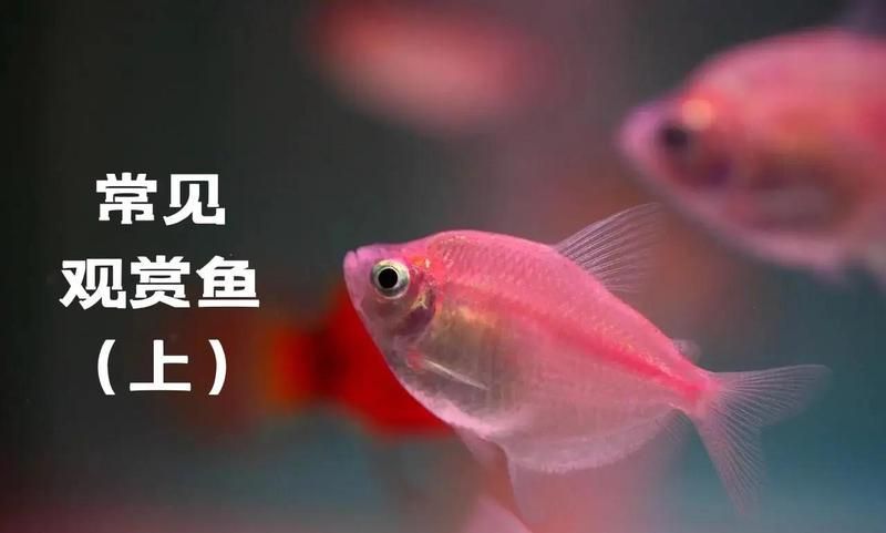 大觀龍魚有哪些熱門品種？（紅龍魚中哪個品種最受歡迎）