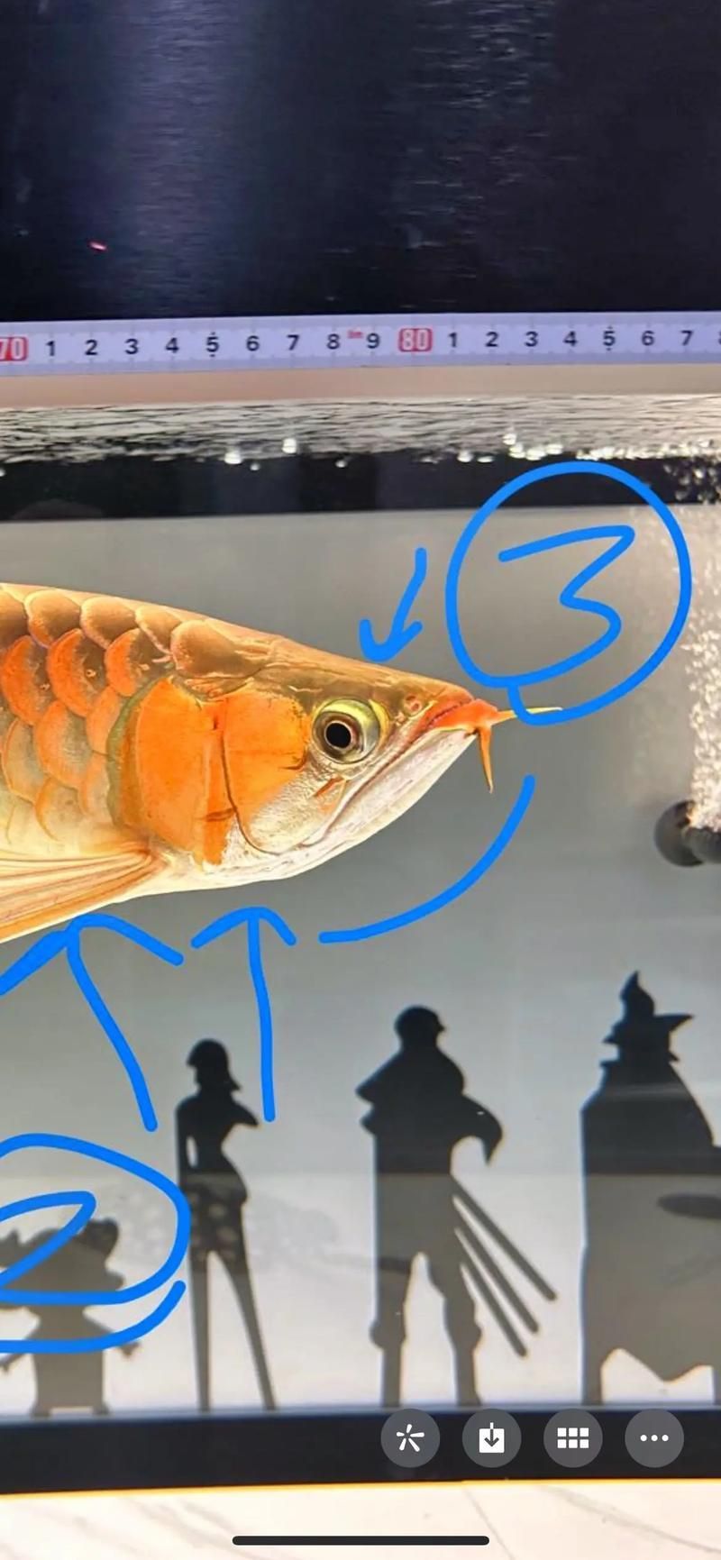 如何判斷龍魚是否患有兜嘴病？（arxiv論文助手arxiv論文arxiv論文助手）