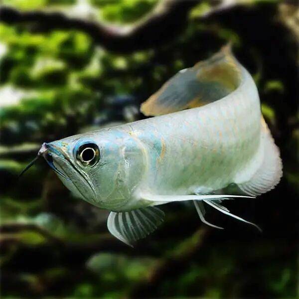 白子銀龍魚有哪些獨特品種？（白子銀龍魚養殖技術）