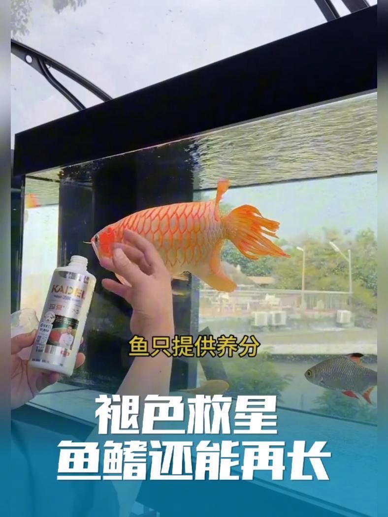 有哪些適合龍魚(yú)的維生素補(bǔ)充劑？（龍魚(yú)維生素補(bǔ)充劑）