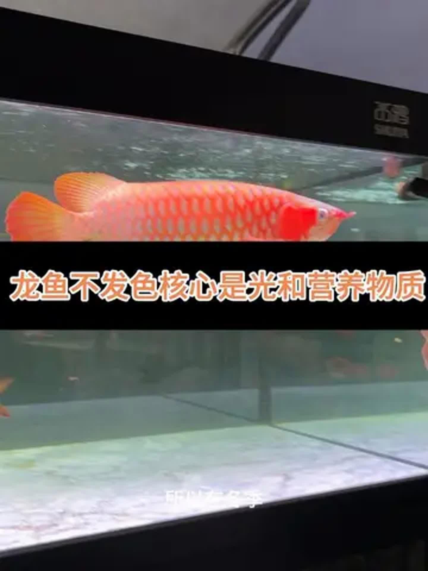 有哪些適合龍魚(yú)的維生素補(bǔ)充劑？（龍魚(yú)維生素補(bǔ)充劑）