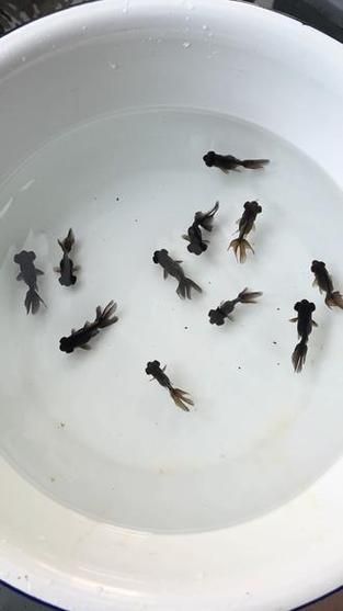 臨泉龍魚有哪些品種？（臨泉龍魚是什么品種）