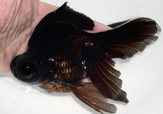 臨泉龍魚有哪些品種？（臨泉龍魚是什么品種）