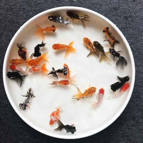 臨泉龍魚有哪些品種？（臨泉龍魚是什么品種）