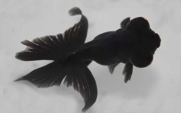 臨泉龍魚有哪些品種？（臨泉龍魚是什么品種）