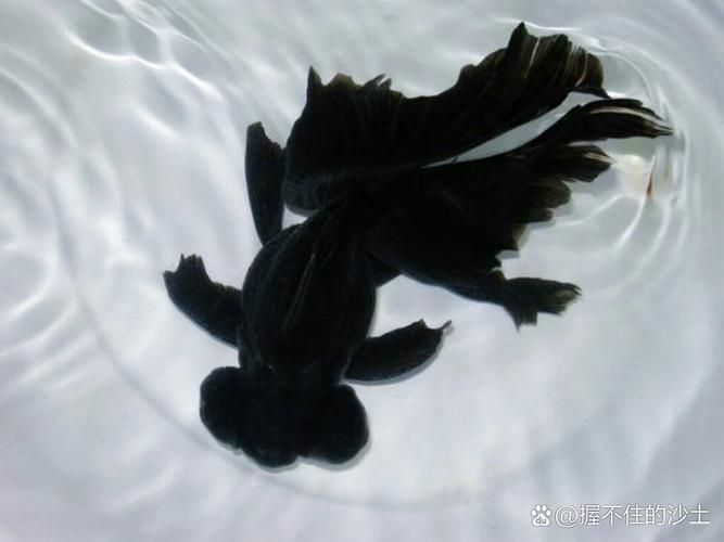 臨泉龍魚有哪些品種？（臨泉龍魚是什么品種）