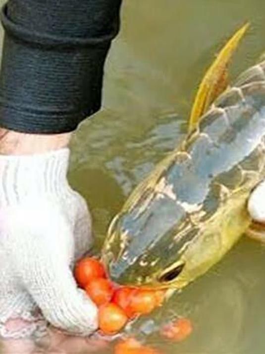 觀賞性金龍魚的繁殖難度有多大？（家庭繁殖金龍魚的實操checklist）