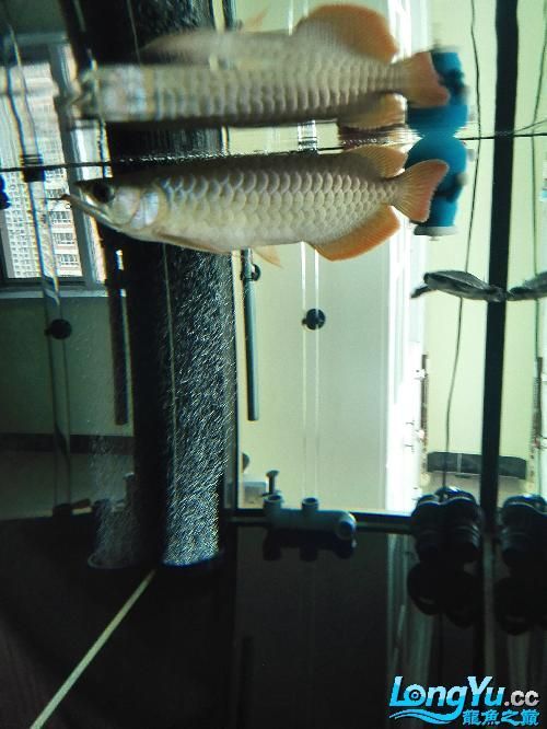 能提供龍魚嘴巴脫臼的恢復圖片嗎？（龍魚嘴巴脫臼可以恢復嗎？）