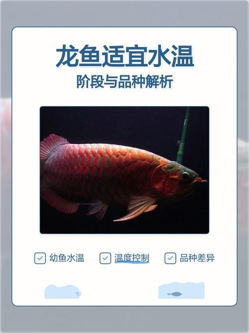 32度水溫下龍魚能活多久？（1000字詳解+龍魚預期壽命趨勢圖表）