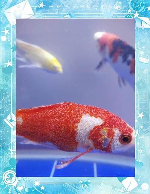 如何判斷龍魚白痕是否嚴重？（如何判斷龍魚白痕）