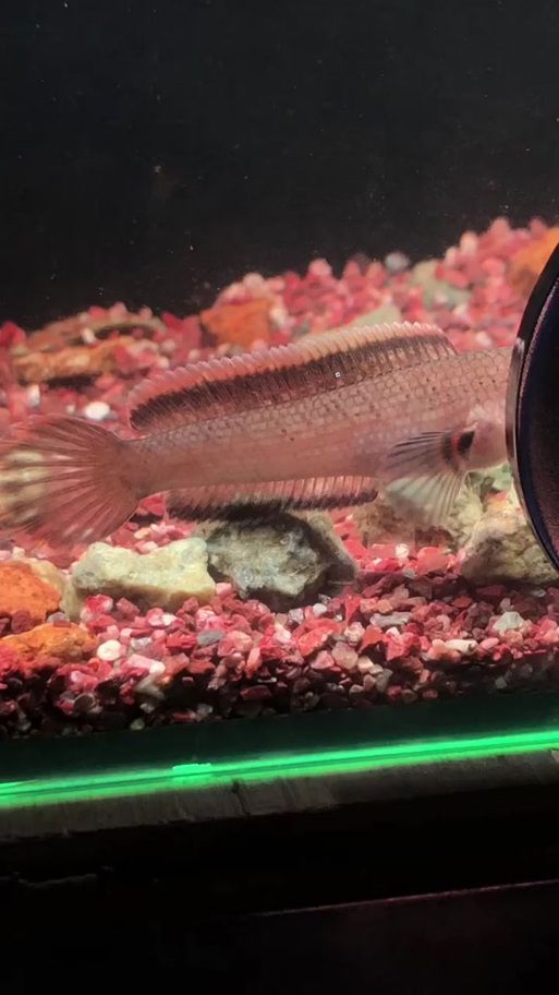 能提供更多3-5厘米紅龍魚苗的圖片嗎？
