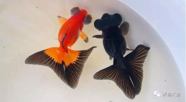 如何判斷龍魚是否患有白頭白嘴病？（如何判斷龍魚是否患有白頭白嘴病）