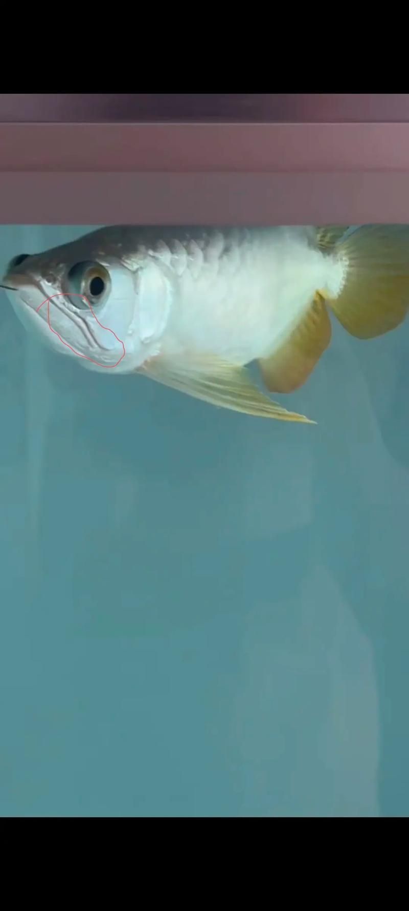 能提供龍魚真菌感染的圖片嗎？（可以提供龍魚真菌感染的圖片嗎？）