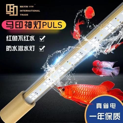 有哪些適合龍魚(yú)的夜燈品牌？（適合龍魚(yú)的夜燈品牌）
