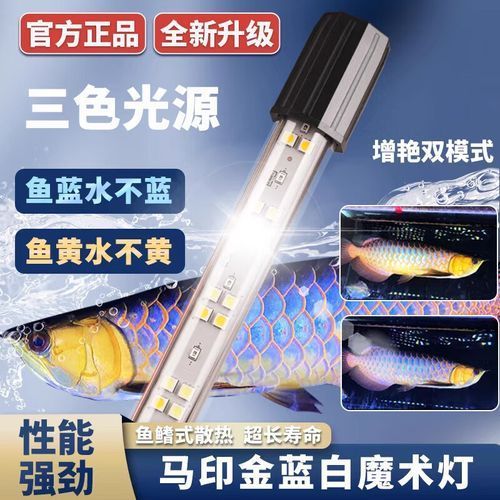 有哪些適合龍魚(yú)的夜燈品牌？（適合龍魚(yú)的夜燈品牌）