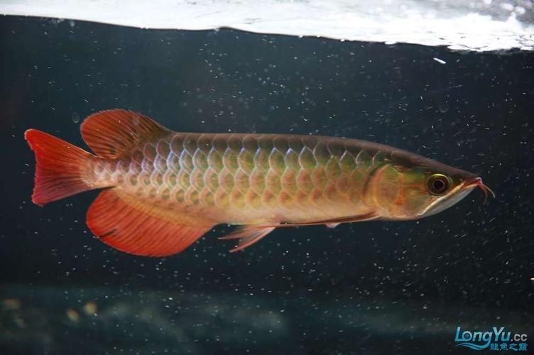 李亞四紅龍魚怎么樣？（李亞四紅龍魚的價格是多少）