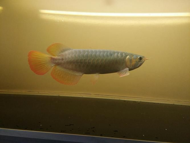 李亞四紅龍魚怎么樣？（李亞四紅龍魚的價格是多少）