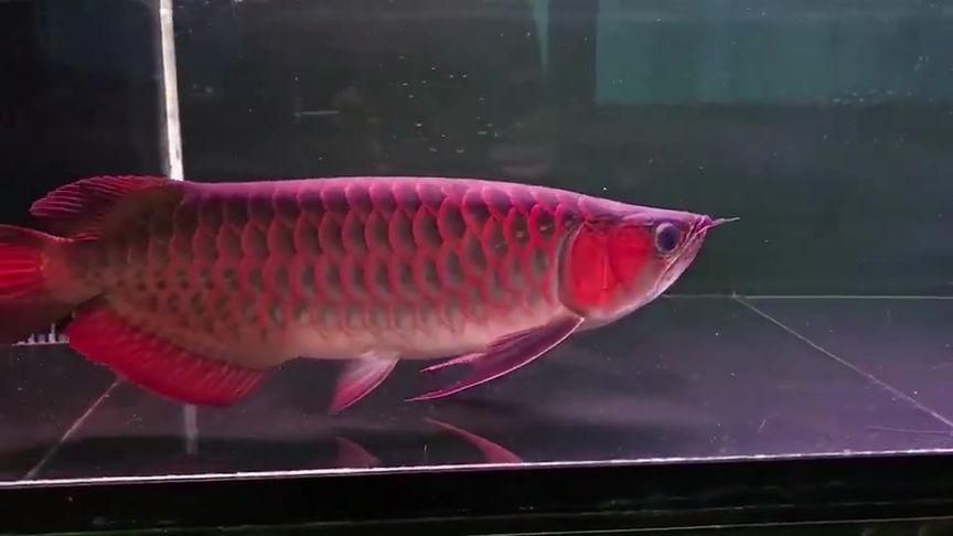 李亞四紅龍魚怎么樣？（李亞四紅龍魚的價格是多少）