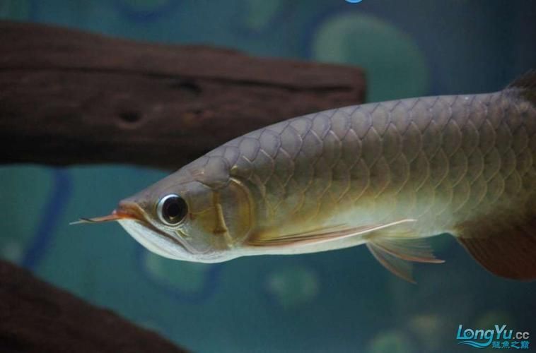 李亞四紅龍魚怎么樣？（李亞四紅龍魚的價格是多少）