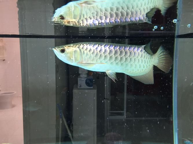如何保持龍魚胡須的健康？（龍魚胡須健康維護） 如何保持龍魚胡須的健康？（龍魚胡須健康維護） 龍魚百科 第5張