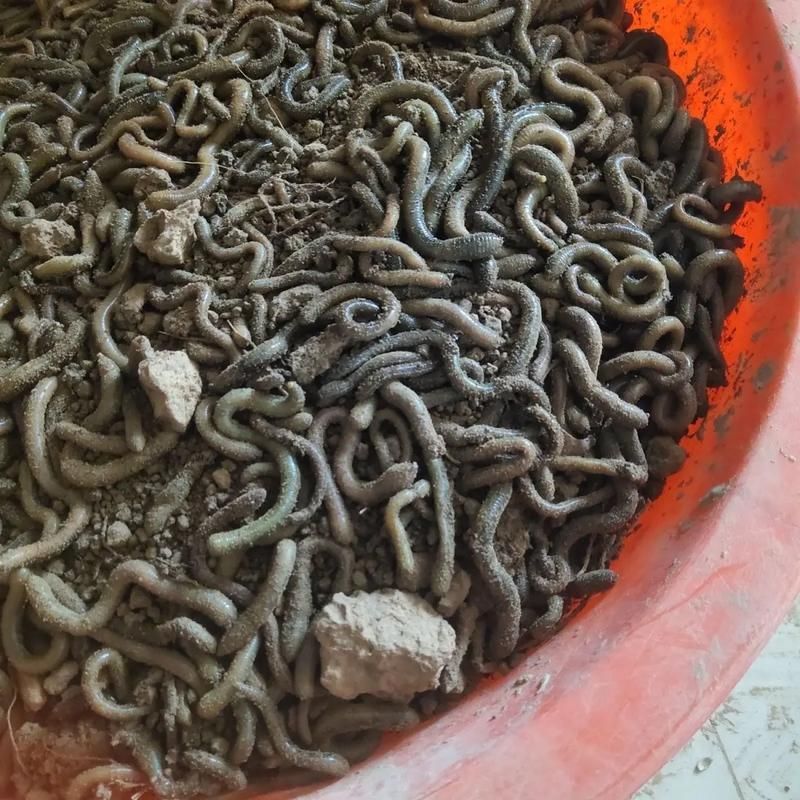 龍魚趴缸時(shí)如何緩解緊張，龍魚在魚缸中靜止不動(dòng)，通常由于環(huán)境壓力或疾病引起