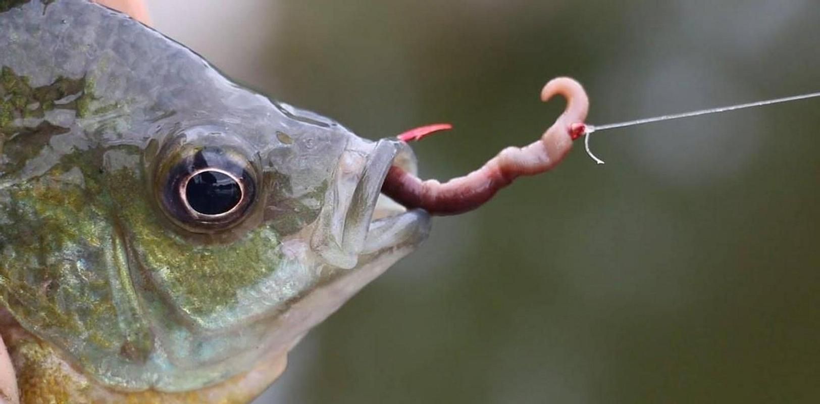 有哪些天然飼料可以幫助龍魚排氣？（幫助龍魚排氣的天然飼料）