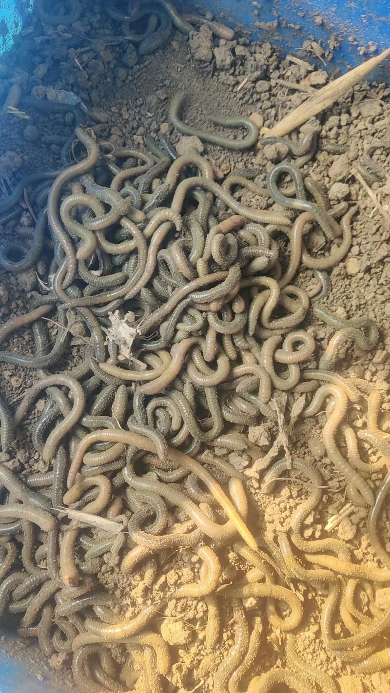 有哪些天然飼料可以幫助龍魚排氣？（幫助龍魚排氣的天然飼料）