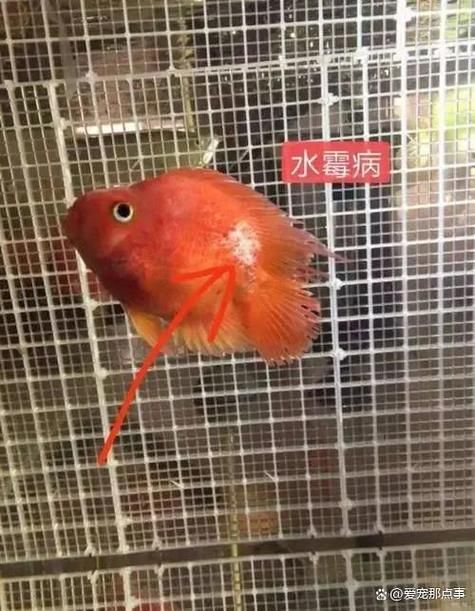 如何判斷紅龍魚是否感染細菌或真菌？（——權威癥狀鑒別紅龍魚是否感染細菌或真菌）