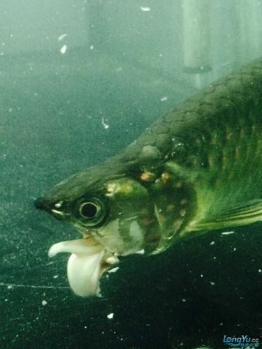 如何判斷龍魚下頜是否骨折？（真實龍魚下頜骨折的診斷通常需要專業的獸醫雖非直接對比圖））