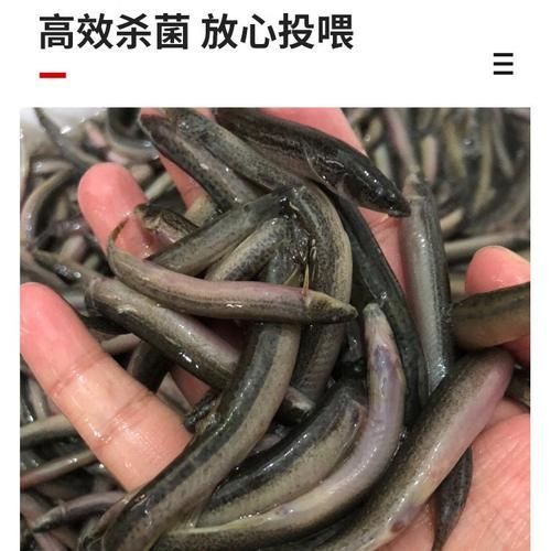 有哪些食物可以替代活魚喂龍魚？