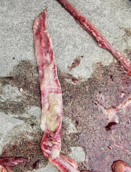如何區(qū)分龍魚腹水和其他疾病？（如何區(qū)分龍魚腹水與其他常見疾病）
