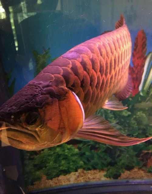 如何判斷龍魚是否具有攻擊性？（arxiv論文助手判斷龍魚是否具有攻擊性的攻擊性）