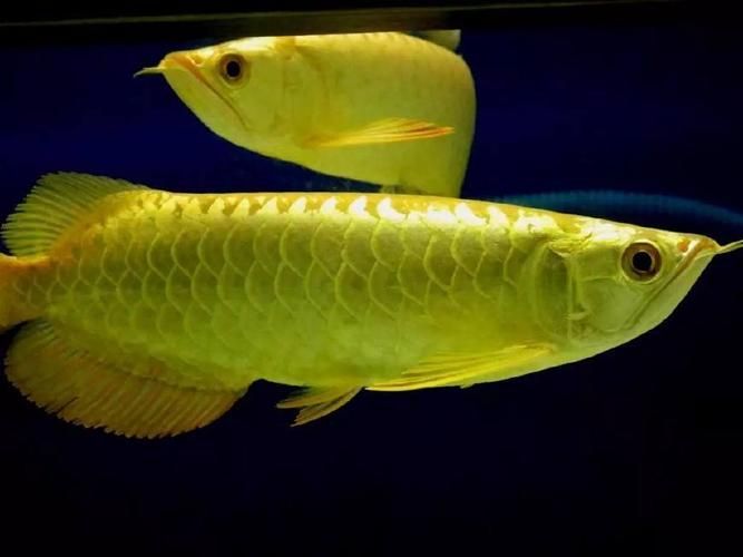 如何判斷龍魚是否具有攻擊性？（arxiv論文助手判斷龍魚是否具有攻擊性的攻擊性）