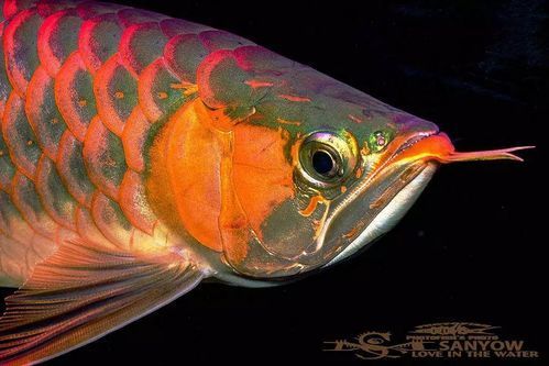 如何判斷龍魚是否具有攻擊性？（arxiv論文助手判斷龍魚是否具有攻擊性的攻擊性）