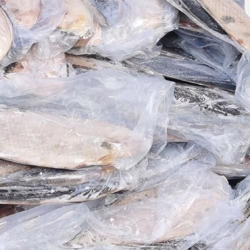 冷水龍魚冷凍保存能保存多久？（冷水龍魚冷凍保存時間）