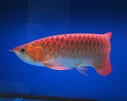 如何判斷龍魚腮部泡泡是否好轉？（如何判斷龍魚腮部泡泡是否好轉）