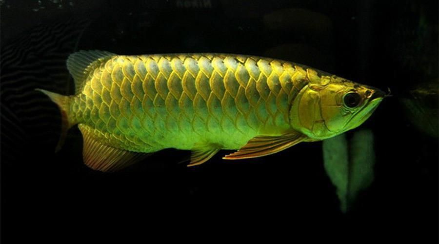 如何判斷龍魚腮部泡泡是否好轉？（如何判斷龍魚腮部泡泡是否好轉）