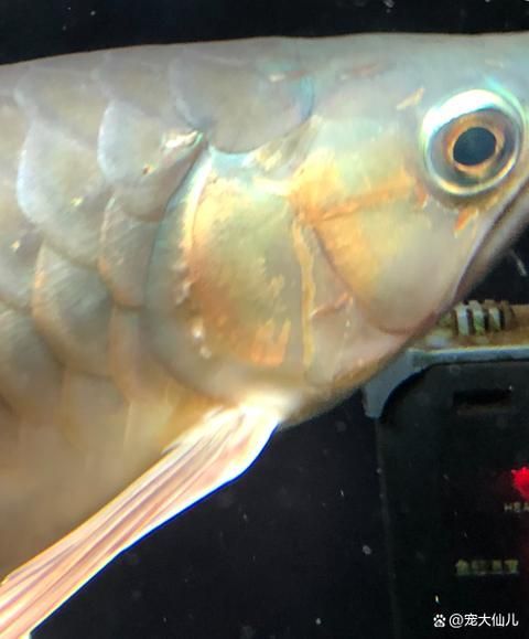 如何判斷龍魚腮部泡泡是否好轉？（如何判斷龍魚腮部泡泡是否好轉）