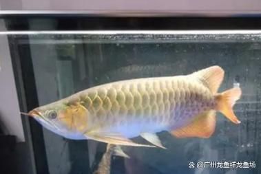 如何判斷龍魚腮部泡泡是否好轉？（如何判斷龍魚腮部泡泡是否好轉）