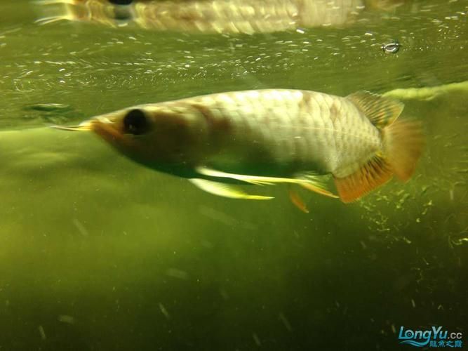 如何判斷龍魚腮部泡泡是否好轉？（如何判斷龍魚腮部泡泡是否好轉）