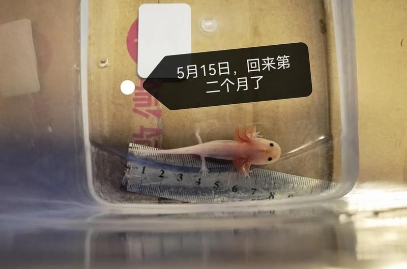 2厘米龍魚苗需要哪些飼養注意事項？（2厘米龍魚苗的飼養技術）