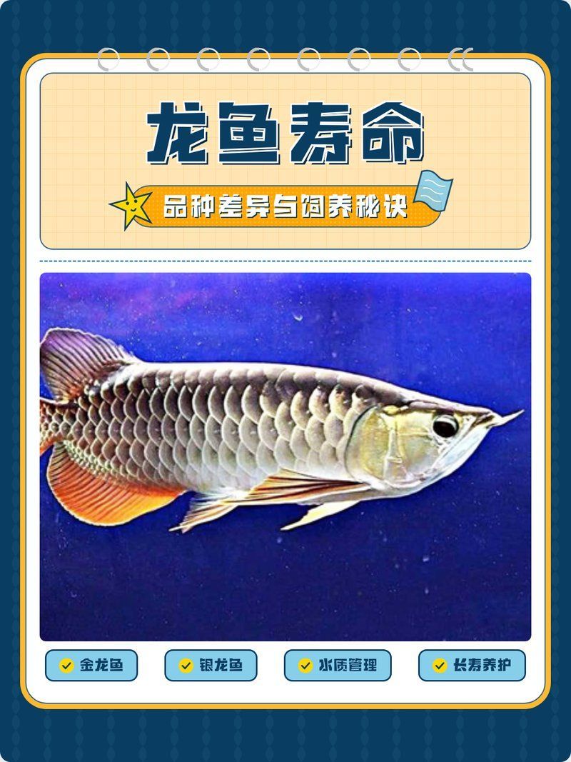 有哪些龍魚品種壽命較長？（有哪些龍魚品種壽命較短？）